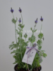 薰衣草盆栽（每盆形态不同，介意慎拍） 商品缩略图1