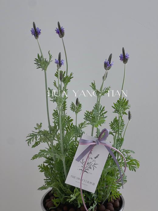 薰衣草盆栽（每盆形态不同，介意慎拍） 商品图1