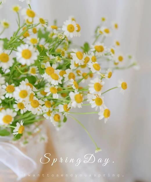 洋甘菊一束 商品图5