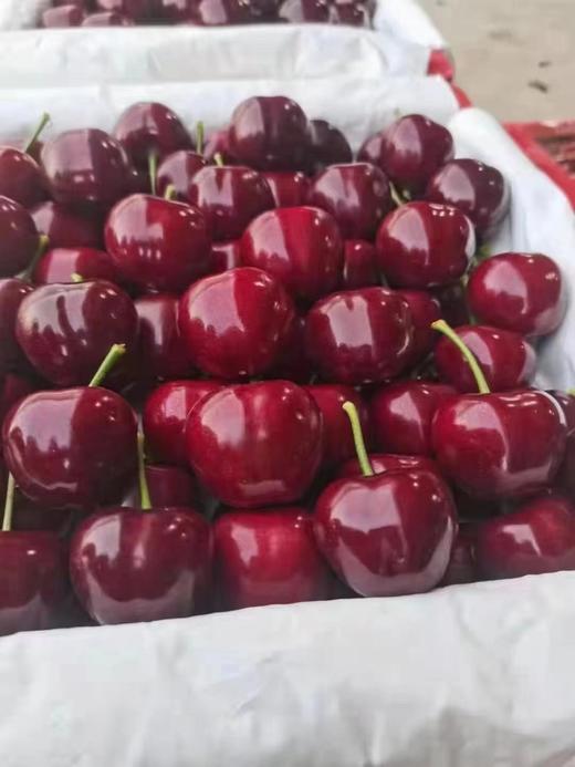 【MJ福利购】大连美早樱桃 JJJJ级 商品图5