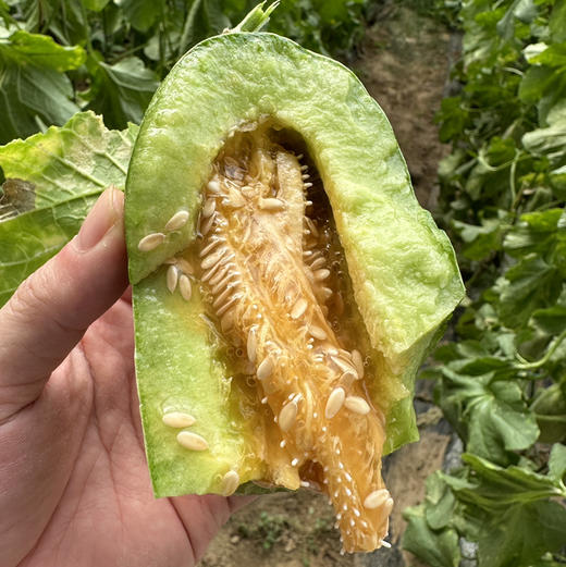 【翡翠蜜瓜】山东翡翠蜜瓜，口感脆甜超过羊角蜜，果肉淡绿色，入口非常好吃，品质稳定！ 商品图0
