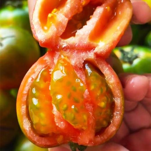 铁皮柿子 西红柿 新鲜蔬菜 水果蔬菜 番茄 草莓柿子 包邮 商品图0