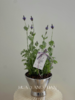 薰衣草盆栽（每盆形态不同，介意慎拍） 商品缩略图0