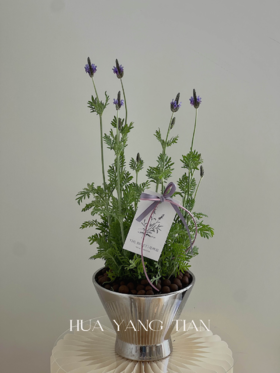 薰衣草盆栽（每盆形态不同，介意慎拍）