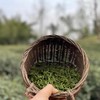 【手工蒙顶黄芽】周四（10.23）中午12点开始 2025年头茬，一茶难求！魏师傅的茶 魏久淞亲制，三麸三包  芽条匀整  色泽嫩黄  芽毫显露  花香幽长  汤色黄亮透碧  滋味鲜醇回甘 商品缩略图7
