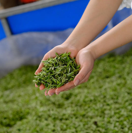2025新头茬手工蒙顶黄芽，一茶难求！魏久淞亲制，三麸三包  芽条匀整  色泽嫩黄  芽毫显露  花香幽长  汤色黄亮透碧  滋味鲜醇回甘 商品图8