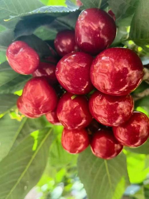 【MJ福利购】大连美早樱桃 JJJJ级 商品图2