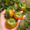 铁皮柿子 西红柿 新鲜蔬菜 水果蔬菜 番茄 草莓柿子 包邮 商品缩略图2