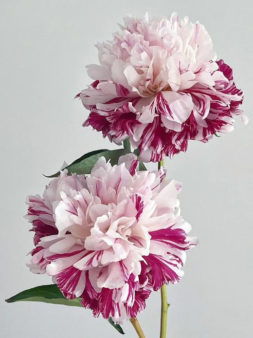 【预售！4.20起陆续发出】糖果条纹【我最偏心你，我的糖都给你】简小姐精选进口复色芍药 糖果条纹 5枝 2件包邮 顺丰空运直发 商品图9