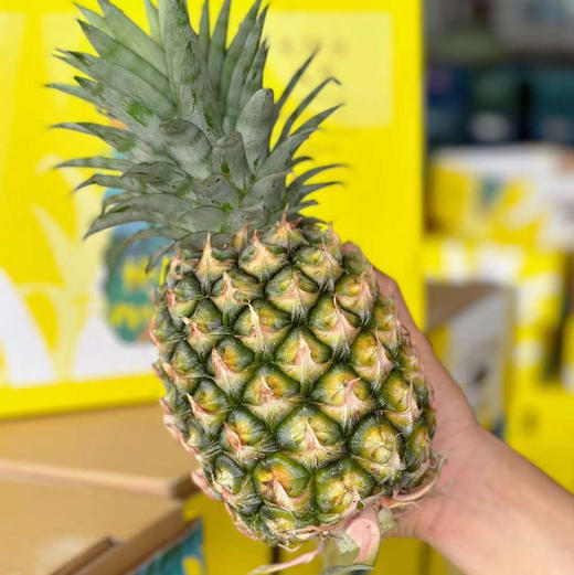 海南火焰山冬蜜凤梨顺丰快递包邮下单从三亚发货 商品图0