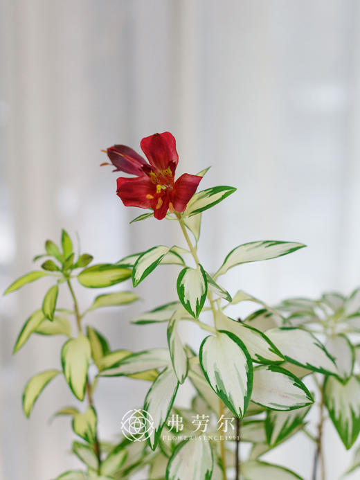 摇滚乐 商品图0