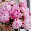 配花-芍药-莎拉-10支 商品缩略图0