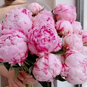 配花-芍药-莎拉-10支