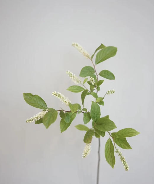 【清新淡雅】鼠刺   若干枝/扎 商品图3