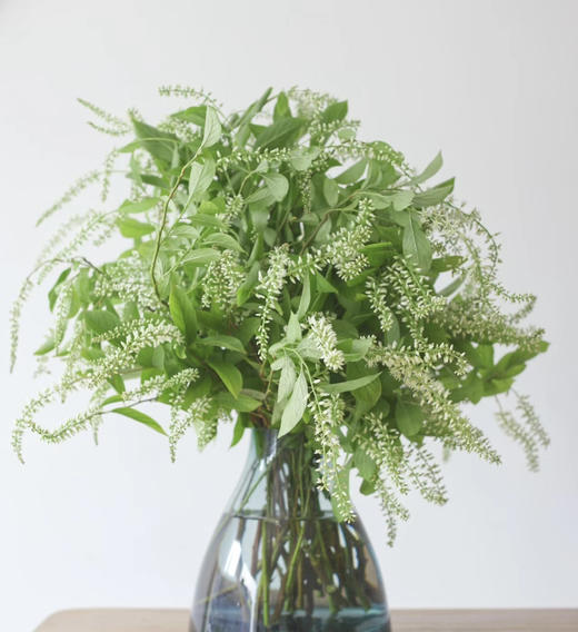 【清新淡雅】鼠刺   若干枝/扎 商品图4