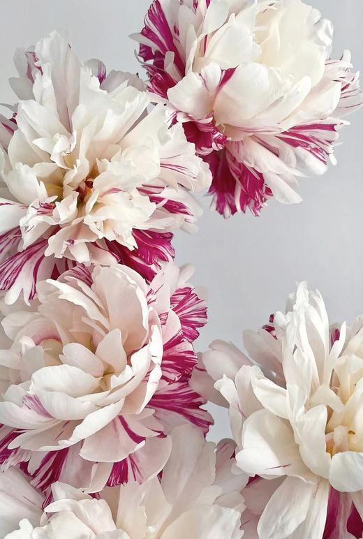 【预售！4.20起陆续发出】糖果条纹【我最偏心你，我的糖都给你】简小姐精选进口复色芍药 糖果条纹 5枝 2件包邮 顺丰空运直发 商品图10