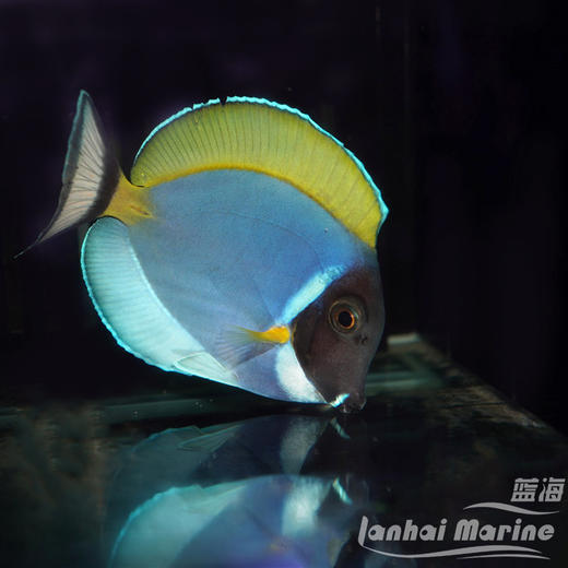 马代粉蓝吊 商品图3