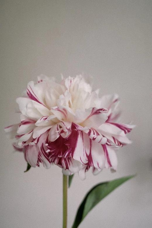 【预售！4.20起陆续发出】糖果条纹【我最偏心你，我的糖都给你】简小姐精选进口复色芍药 糖果条纹 5枝 2件包邮 顺丰空运直发 商品图6