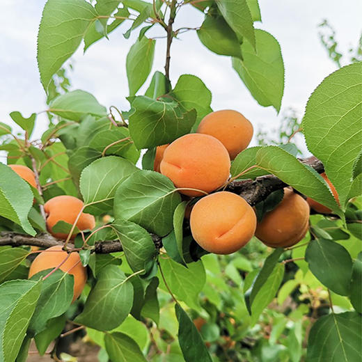 【陕西•大黄杏】新鲜采摘，酸酸甜甜，果香浓郁，饱满多汁， 解腻开胃，放软更好吃~ 商品图2