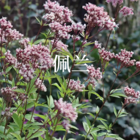 佩兰——君子之香，蕙质兰心