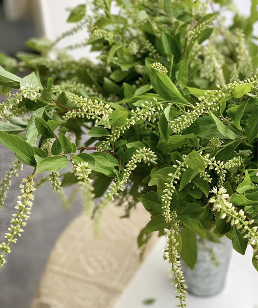 【清新淡雅】鼠刺   若干枝/扎 商品图1