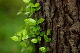  失眠怎么办？三款食疗汤膳助您好睡眠 