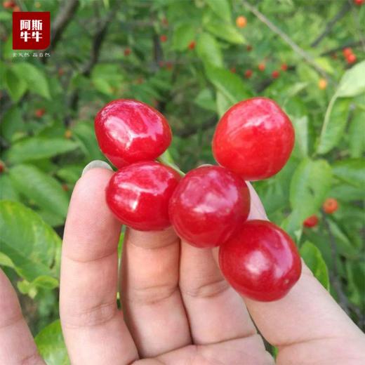 【恩特儿尝鲜！】米易小樱桃3斤装 甜蜜多汁 商品图2