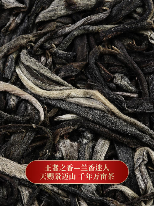 【景迈古茶】350年古树纯料普洱茶香妃，王者之香兰香迷人为答谢回馈而生200克/饼拍5发6拍20发25 商品图6