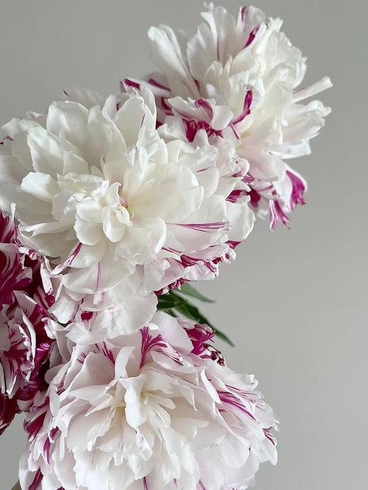 【预售！4.20起陆续发出】糖果条纹【我最偏心你，我的糖都给你】简小姐精选进口复色芍药 糖果条纹 5枝 2件包邮 顺丰空运直发 商品图8