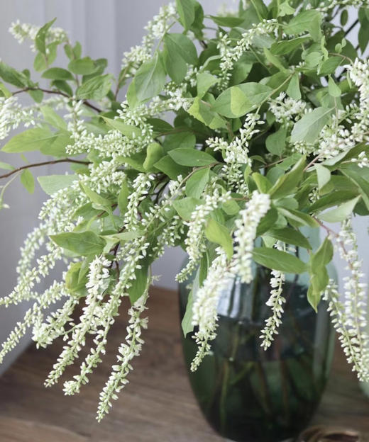 【清新淡雅】鼠刺   若干枝/扎 商品图5