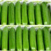 水果黄瓜 精品5斤装（约24-25根）新鲜脆嫩 现摘现发 商品缩略图8