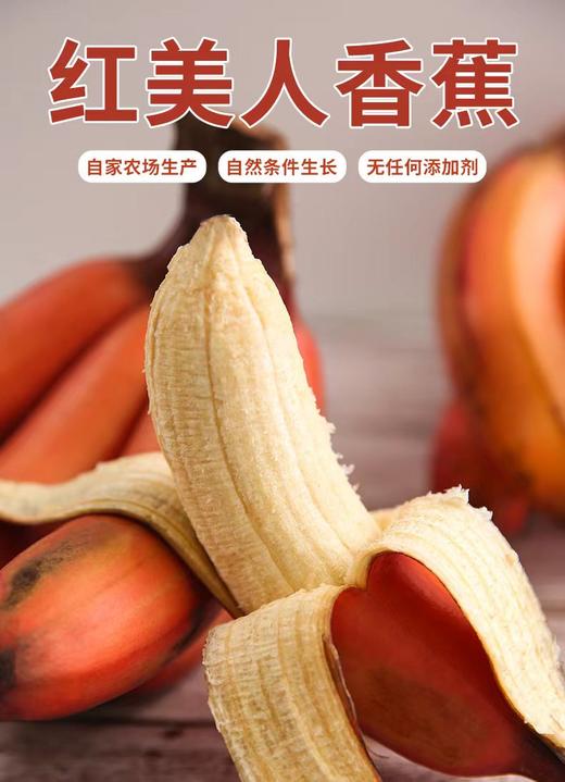 苹果蕉特价！绝代双蕉【原生态苹果蕉/红美人香蕉】小胖蕉外形短胖 表皮薄 肉滑香嫩 吃起来清新又自然！~ 商品图1