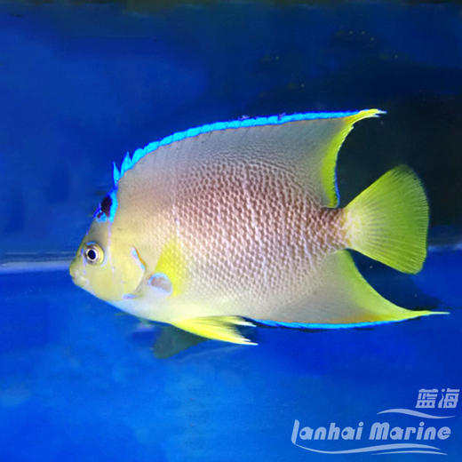 美国蓝仙 商品图1