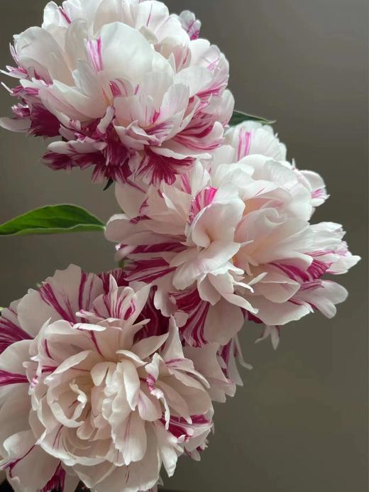 【预售！4.20起陆续发出】糖果条纹【我最偏心你，我的糖都给你】简小姐精选进口复色芍药 糖果条纹 5枝 2件包邮 顺丰空运直发 商品图5