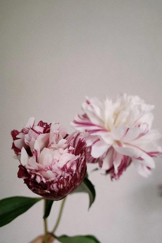 【预售！4.20起陆续发出】糖果条纹【我最偏心你，我的糖都给你】简小姐精选进口复色芍药 糖果条纹 5枝 2件包邮 顺丰空运直发 商品图7