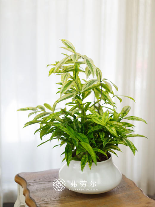 白大肚盆-星点木 商品图0