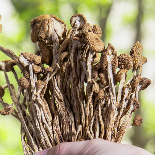 【社群专享】有机茶树菇  伞厚完整  柄长细嫩  菌香肥美  吃法多样 商品图2