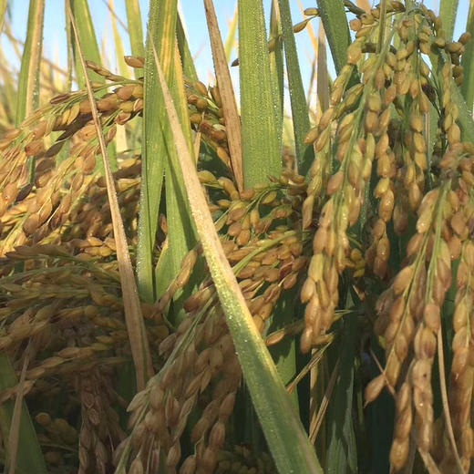 【新疆沙漠富硒大米寿司米】 天山雪水灌溉 190天生长期  80%的胚芽保留率 商品图6