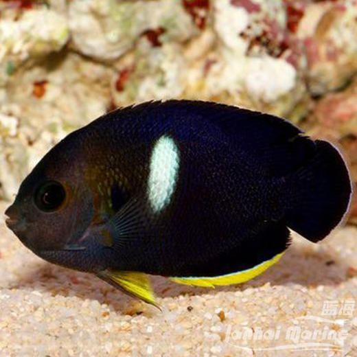 白点新娘 商品图1