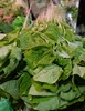 苋菜（蟹菜） 商品缩略图1