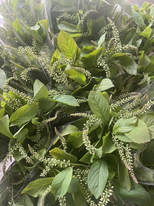 【清新淡雅】鼠刺   若干枝/扎 商品图11