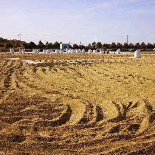 【新疆沙漠富硒大米寿司米】 天山雪水灌溉 190天生长期  80%的胚芽保留率 商品图2