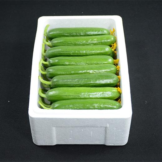 水果黄瓜 精品5斤装（约24-25根）新鲜脆嫩 现摘现发 商品图7