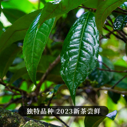 【麻黑散茶】2023年头春头采第一波春茶易武标杆性味道，500克大分量实惠装 商品图6