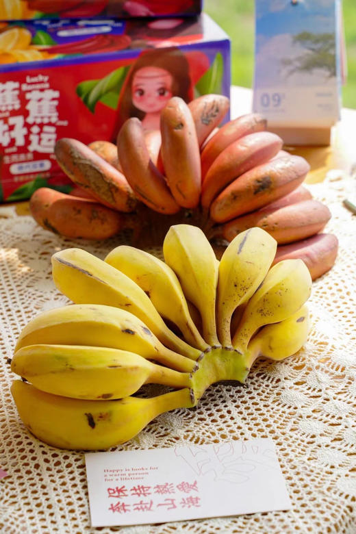 苹果蕉特价！绝代双蕉【原生态苹果蕉/红美人香蕉】小胖蕉外形短胖 表皮薄 肉滑香嫩 吃起来清新又自然！~ 商品图0