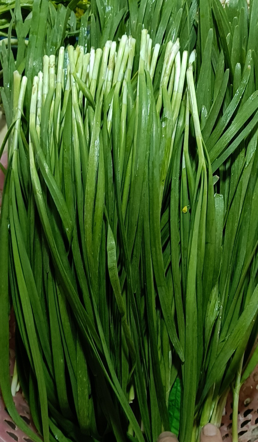 本地韭菜