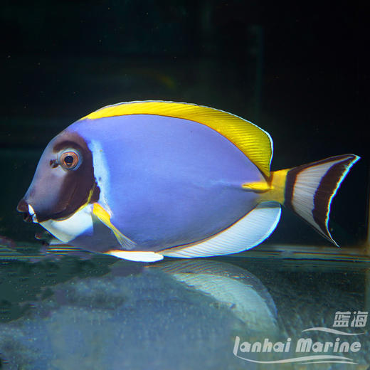 马代粉蓝吊 商品图1