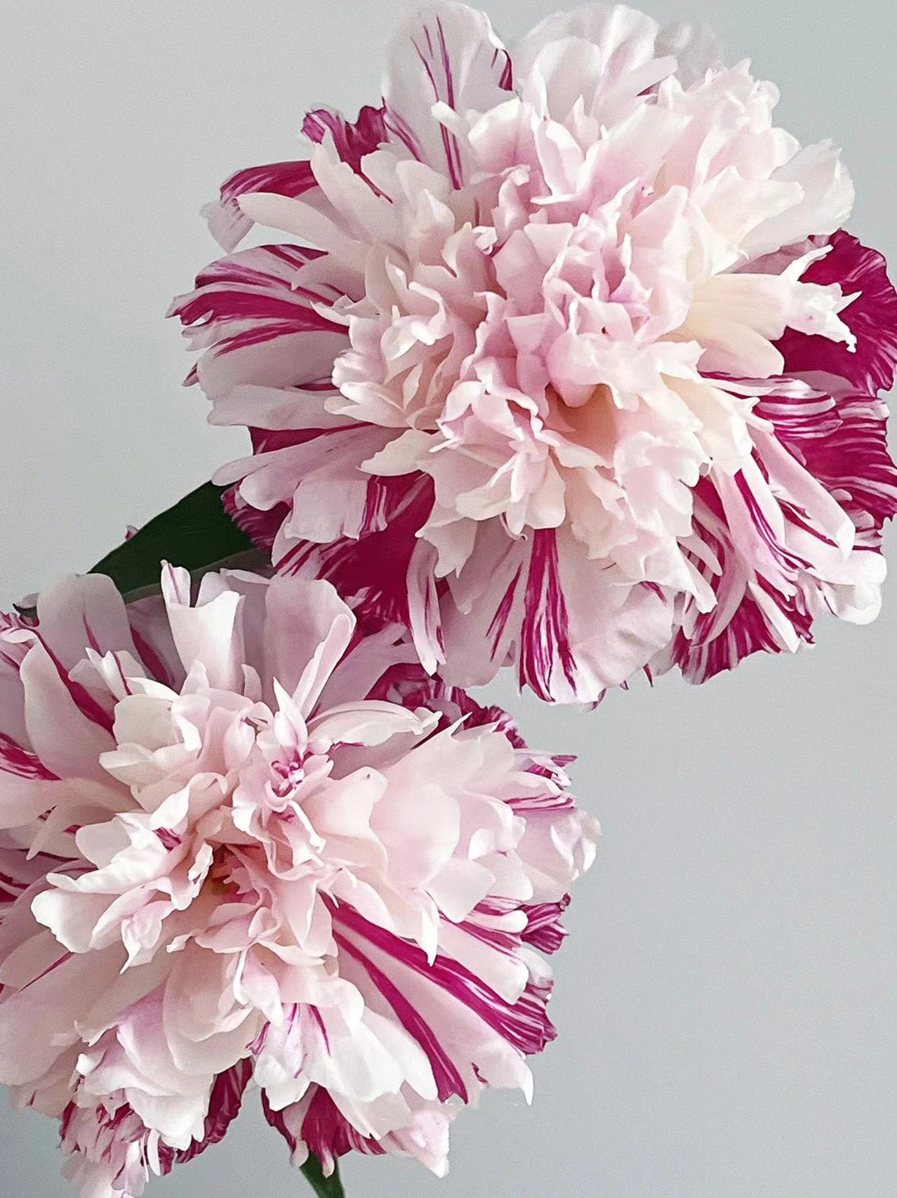 【预售！4.20起陆续发出】糖果条纹【我最偏心你，我的糖都给你】简小姐精选进口复色芍药 糖果条纹 5枝 2件包邮 顺丰空运直发