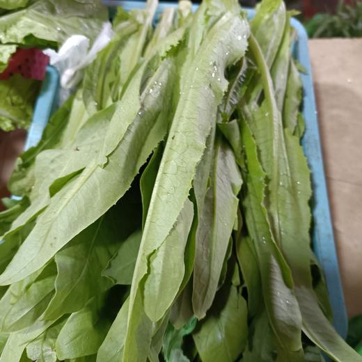 油麦菜 商品图1
