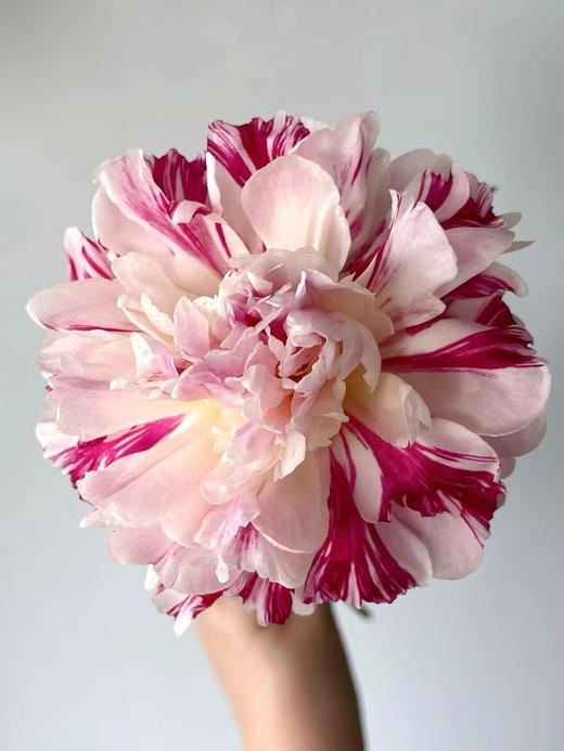 【预售！4.20起陆续发出】糖果条纹【我最偏心你，我的糖都给你】简小姐精选进口复色芍药 糖果条纹 5枝 2件包邮 顺丰空运直发 商品图1